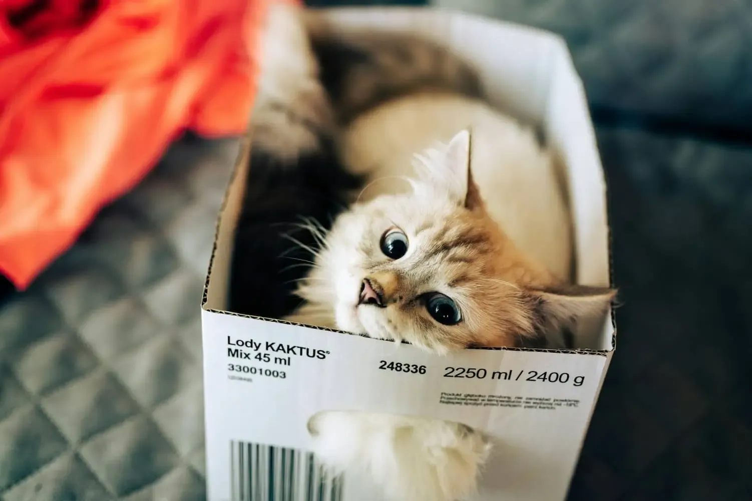 A cat resting in a box that is too small for it